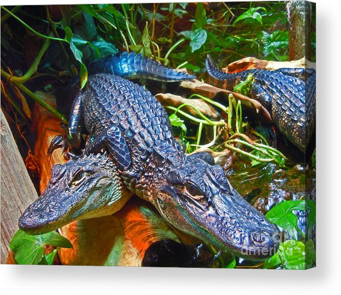  Acrylic Print featuring the photograph Gators 2 by David Frederick