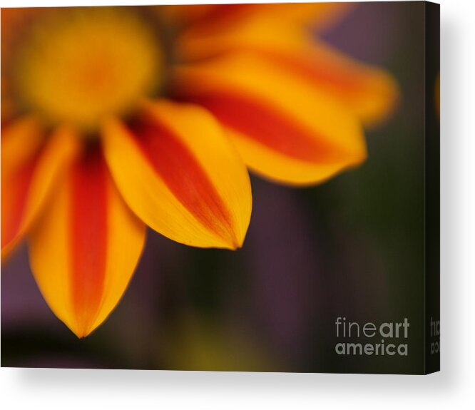 Flowers Acrylic Print featuring the photograph Gazania Closeup by Dorothy Lee