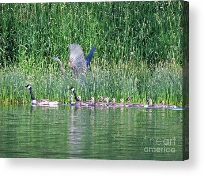 Canadian Geese Acrylic Print featuring the photograph Geese and Heron by Cindy Murphy - NightVisions
