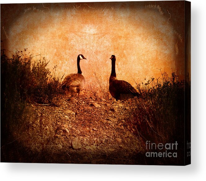 Nature Acrylic Print featuring the photograph Geese on a Hill by Laura Iverson