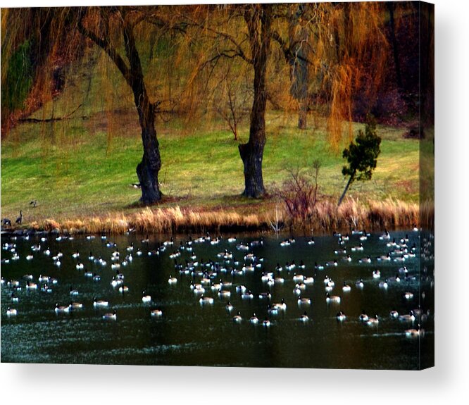 Canada Goose Acrylic Print featuring the photograph Geese Weeping Willows by Rockin Docks Deluxephotos