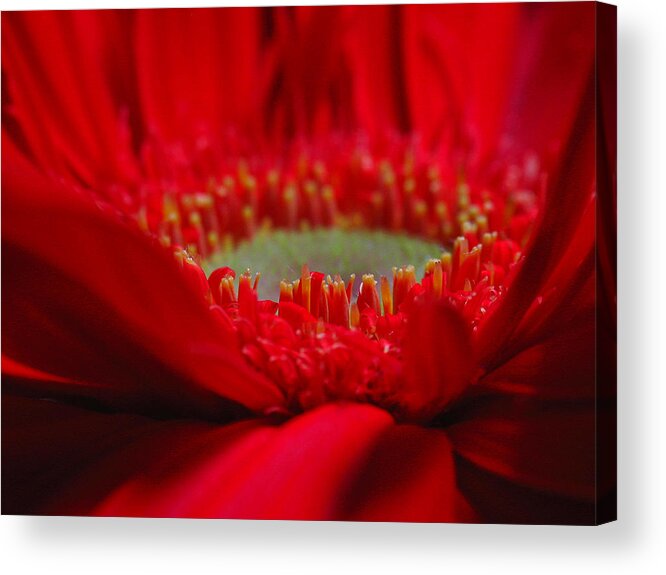 Gerber Daisy Acrylic Print featuring the photograph Gerber Daisy by Juergen Roth