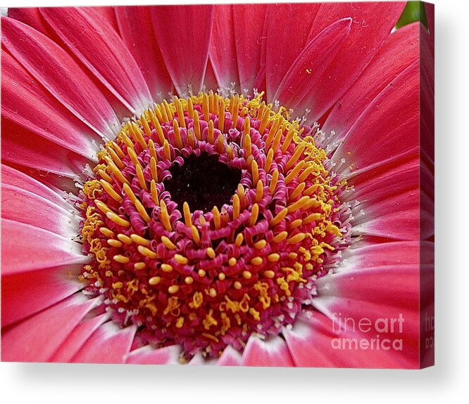 Photography Acrylic Print featuring the photograph Gerbera daisy by Sean Griffin