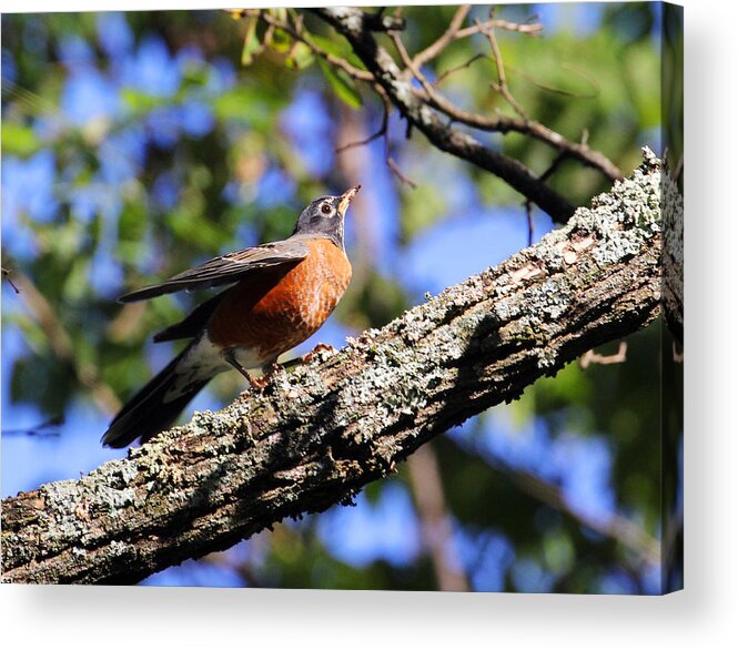 American Robin Acrylic Print featuring the photograph Get Down and Boogie by Jennifer Robin