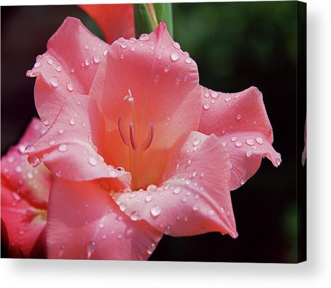 Gladiolus Acrylic Print featuring the photograph Glad All Over by Jim Benest
