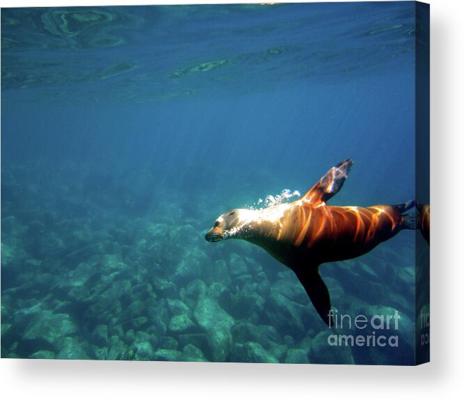 Sea Lion Acrylic Print featuring the photograph Gliding Beauty by Becqi Sherman