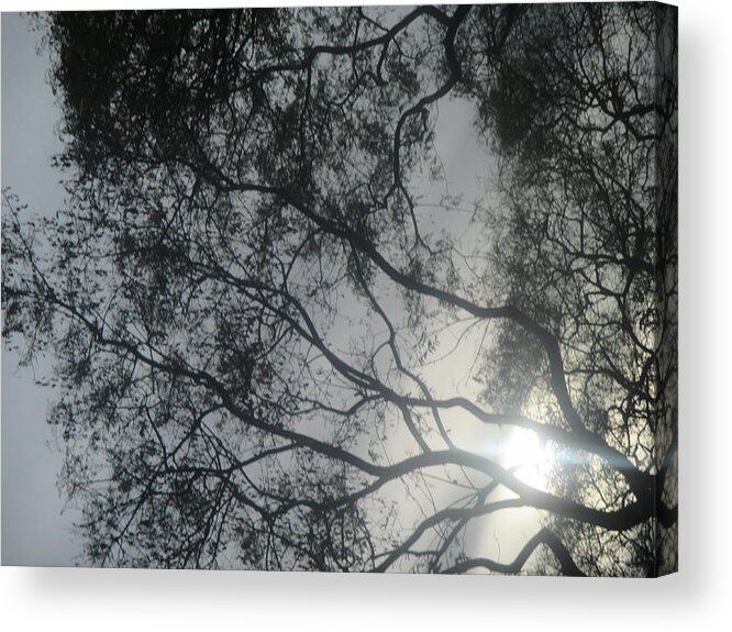 Tree Acrylic Print featuring the photograph Gloomy Tree by Anamarija Marinovic