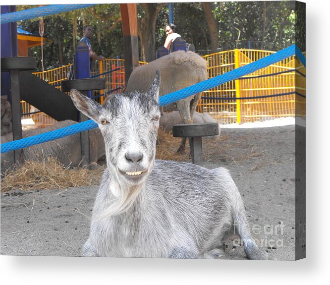 Goat Acrylic Print featuring the photograph Goat Cheese by Eric Liller