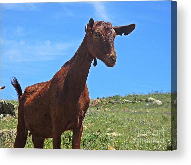 Goat Acrylic Print featuring the photograph Goat near Mijas by Chani Demuijlder