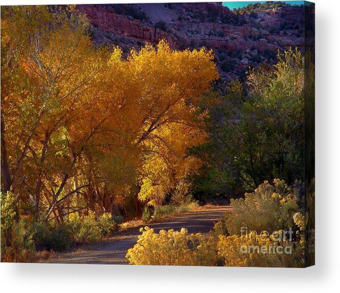 Golden Cottonwoods Acrylic Print featuring the digital art Golden Cottonwoods by Annie Gibbons