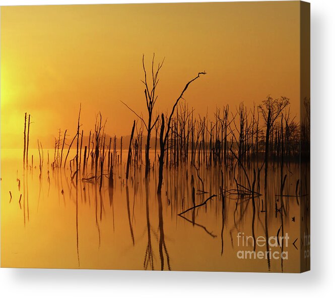 Gold Acrylic Print featuring the photograph Golden Reflections by Roger Becker
