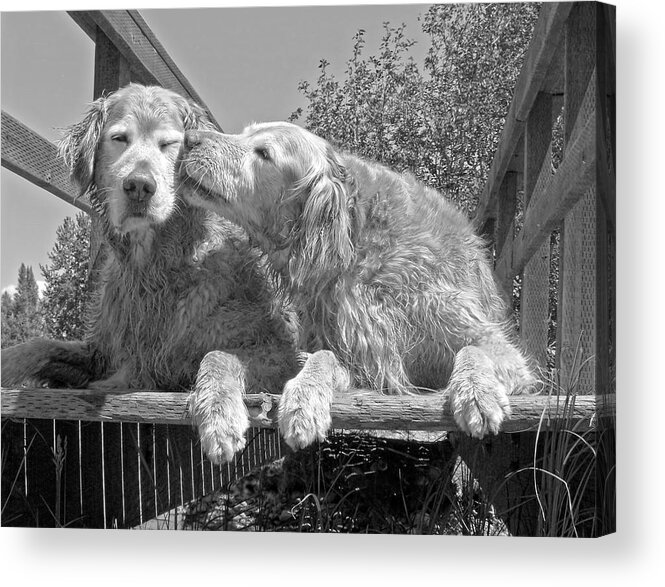 Golden Retriever Acrylic Print featuring the photograph Golden Retrievers the Kiss Black and White by Jennie Marie Schell