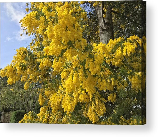 Golden Tree Acrylic Print featuring the photograph Golden Tree by Yuri Tomashevi