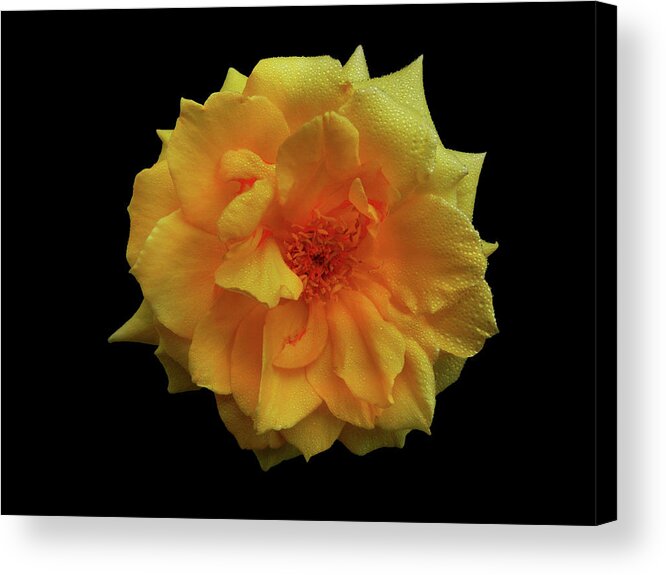 Rose Acrylic Print featuring the photograph Golden Wonder by Mark Blauhoefer