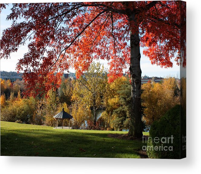 Spokane Acrylic Print featuring the photograph Gonzaga with Autumn Tree Canopy by Carol Groenen