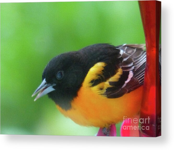 Baltimore Oriole Acrylic Print featuring the photograph Good Morning Mr. Oriole by Rosanne Licciardi