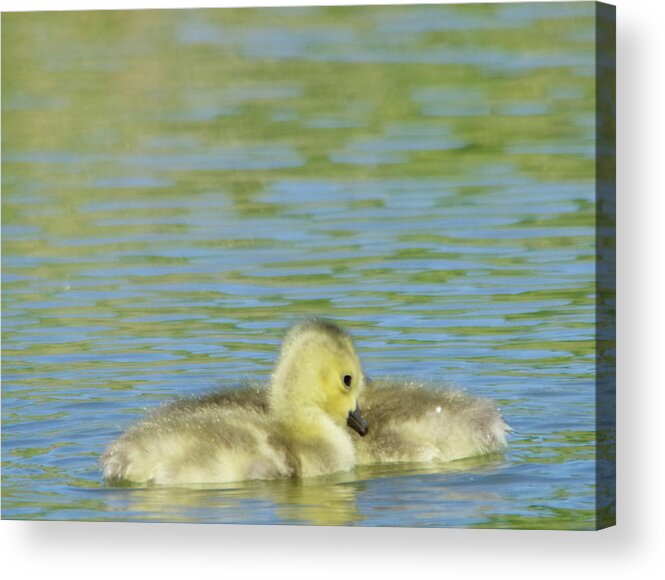Geese Acrylic Print featuring the photograph Goslings in the pond by Jeff Swan