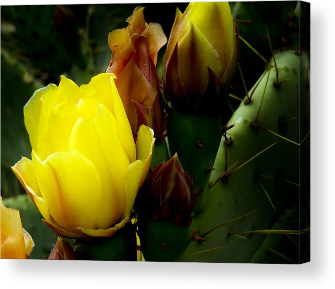 Flower Acrylic Print featuring the photograph Grace Under Pressure by Terry Ann Morris