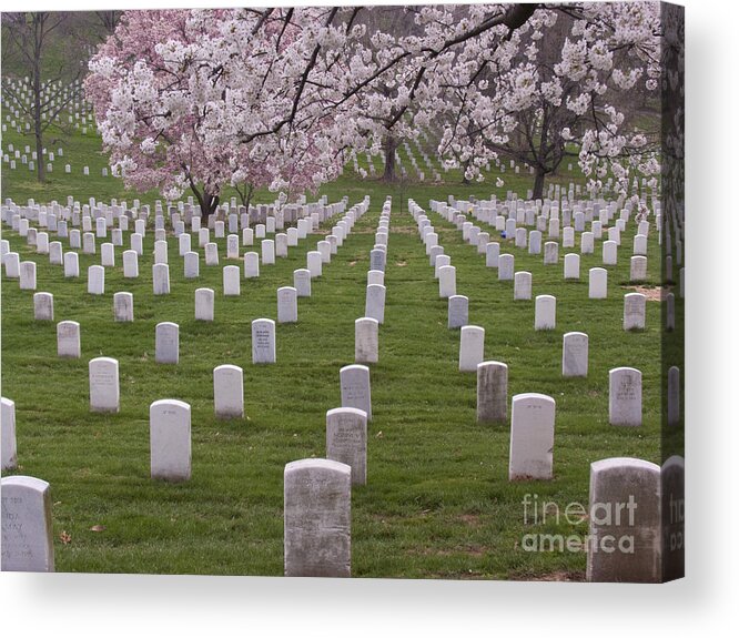 Arlington National Cemetery Acrylic Print featuring the photograph Graves of Heros in Arlington National Cemetery by Tim Grams