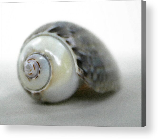 Shells Acrylic Print featuring the photograph Graysnail by Mary Haber