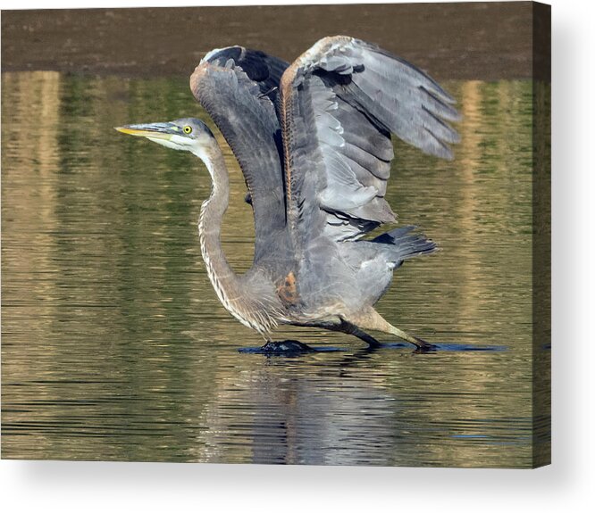 Great Acrylic Print featuring the photograph Great Blue Heron 9403-120317-1cr by Tam Ryan