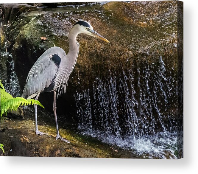 Nature Acrylic Print featuring the photograph Great Blue Heron by Ed Clark