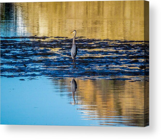 Great Blue Heron Acrylic Print featuring the photograph Great Blue Heron by Pamela Newcomb