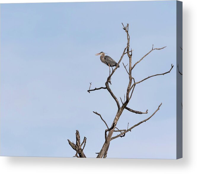 Great Blue Heron Acrylic Print featuring the photograph Great Blue Heron Presentation 2017-1 by Thomas Young