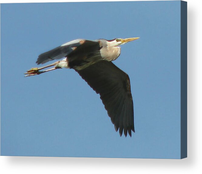 Nature Acrylic Print featuring the photograph Great Blue by Peggy Urban
