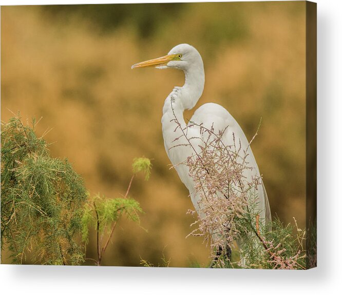 Great Acrylic Print featuring the photograph Great Egret 6691-120117-1cr by Tam Ryan