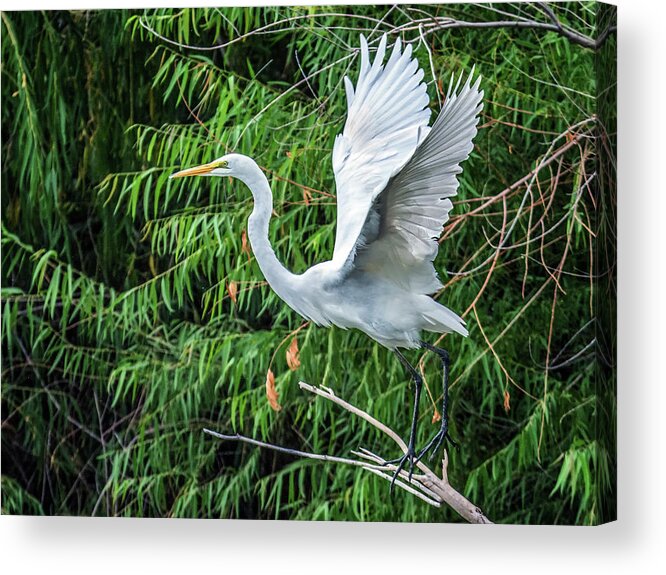 Great Acrylic Print featuring the photograph Great Egret 7033-092116-2cr by Tam Ryan