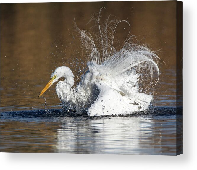 Great Acrylic Print featuring the photograph Great Egret Bathing 1056-010518-1cr by Tam Ryan