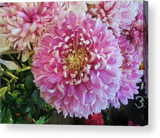 Flower Acrylic Print featuring the photograph Great pleasure by Rosita Larsson