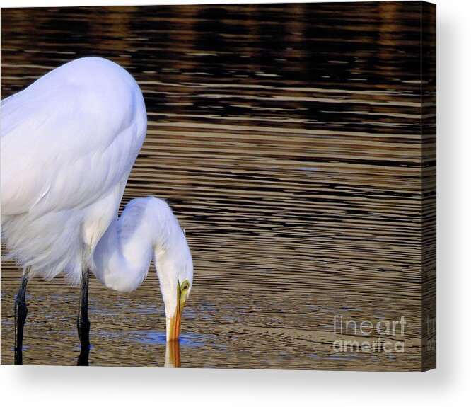 Great Egret Acrylic Print featuring the photograph Great White Egret by Scott Cameron