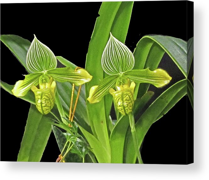 Orchids Acrylic Print featuring the photograph Green and Yellow Orchids by Vijay Sharon Govender