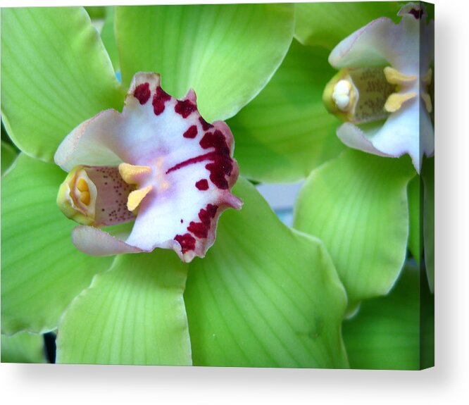 Green Orchid Acrylic Print featuring the photograph Green Cymbidium Orchids by Hermes Fine Art