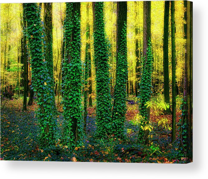Trees Acrylic Print featuring the photograph Green Five by John Hansen