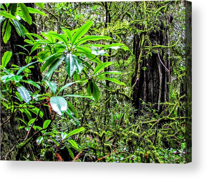 Trees Acrylic Print featuring the photograph Green by Marilyn Diaz