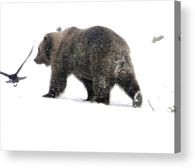 Bear Acrylic Print featuring the photograph Grizzly by Meagan Visser
