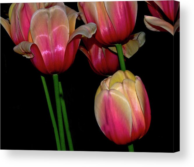 Tulip Acrylic Print featuring the photograph Grouping ofPink and Yellow Tulips by Frances Ann Hattier