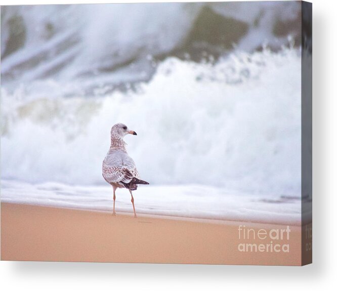 Seagull Acrylic Print featuring the photograph Gull and the Sea by Rachel Morrison