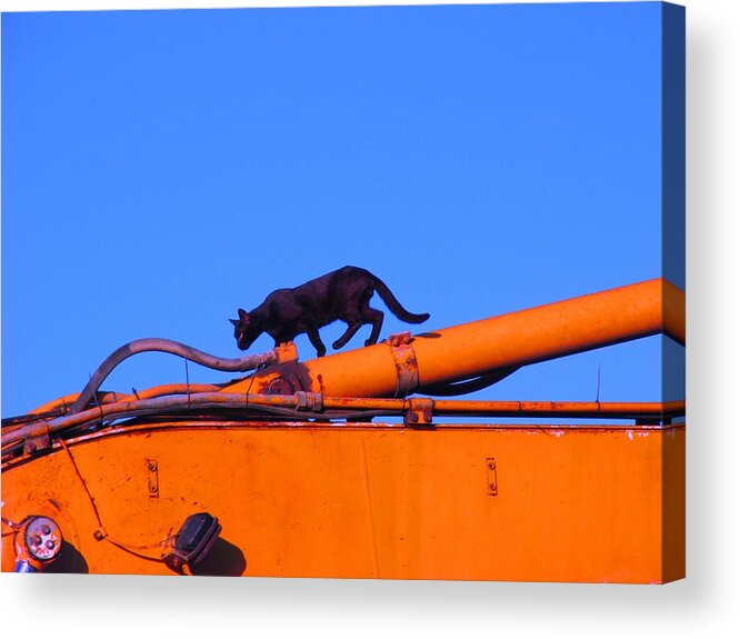 Animals Acrylic Print featuring the photograph Gunther Gets on Top of Things by Anita Dale Livaditis