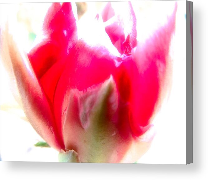 Blooming Acrylic Print featuring the photograph Cactus Rose by Judy Kennedy