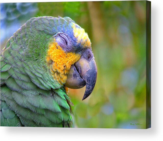 Parrot Canvas Prints Acrylic Print featuring the photograph Happy 2 by Wendy McKennon