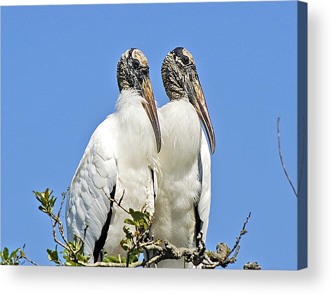 Nature Acrylic Print featuring the photograph Happy Couple by Kenneth Albin