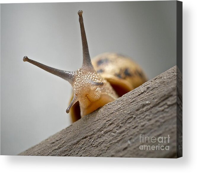 Slug Acrylic Print featuring the photograph Hello There by Elisabeth Derichs