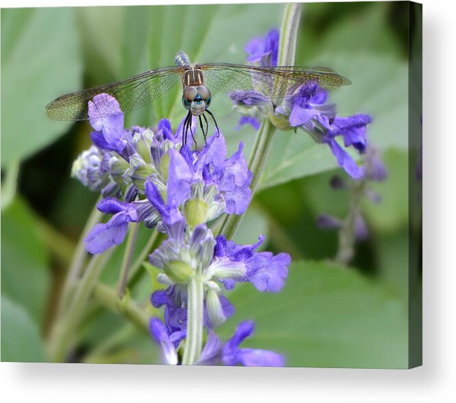 Dragonfly Acrylic Print featuring the photograph Here's Looking At You Kid by Carolyn Mickulas