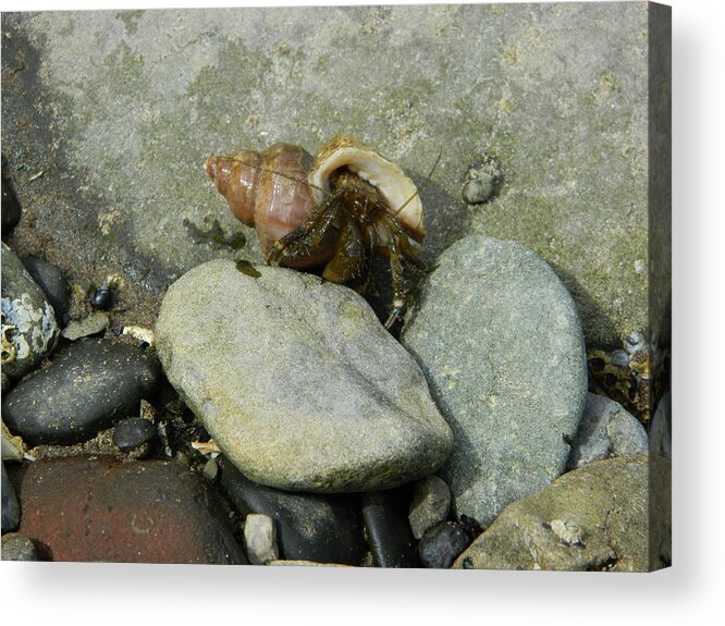 Crabs Acrylic Print featuring the photograph Hermit Crab Walking by Gallery Of Hope 