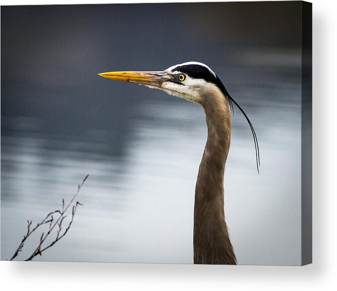 Birds Acrylic Print featuring the photograph Heron Portrait by Jean Noren