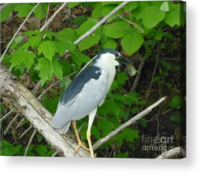 Black Acrylic Print featuring the photograph Heron with Dinner by Donald C Morgan